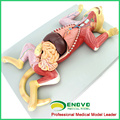 A29(12010) Plastic Medical Education Animal Anatomical Model of Cat 12010